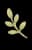 Planta